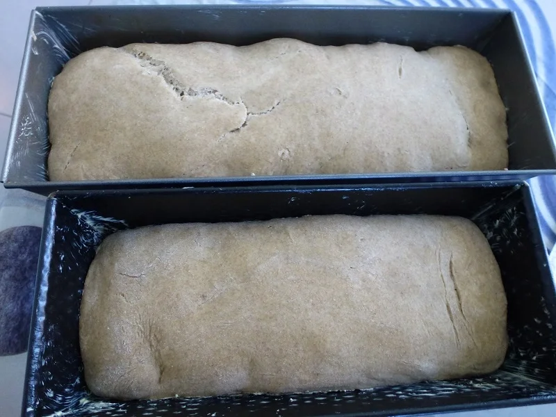 Rezept: Roggenmischbrote Bild Nr. 7834 Roggenmischbrote - Rezept - Bild Nr. 7834