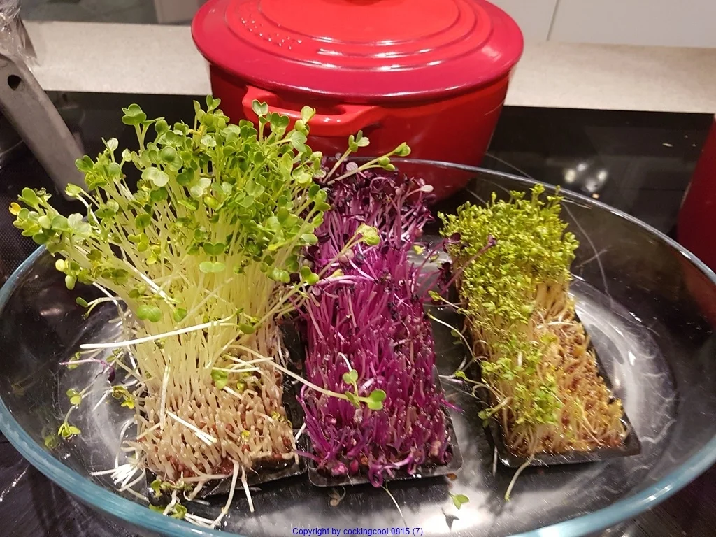 Frischer Salat mit Scampi`s (lauwarm) - Rezept - Bild Nr. 7863