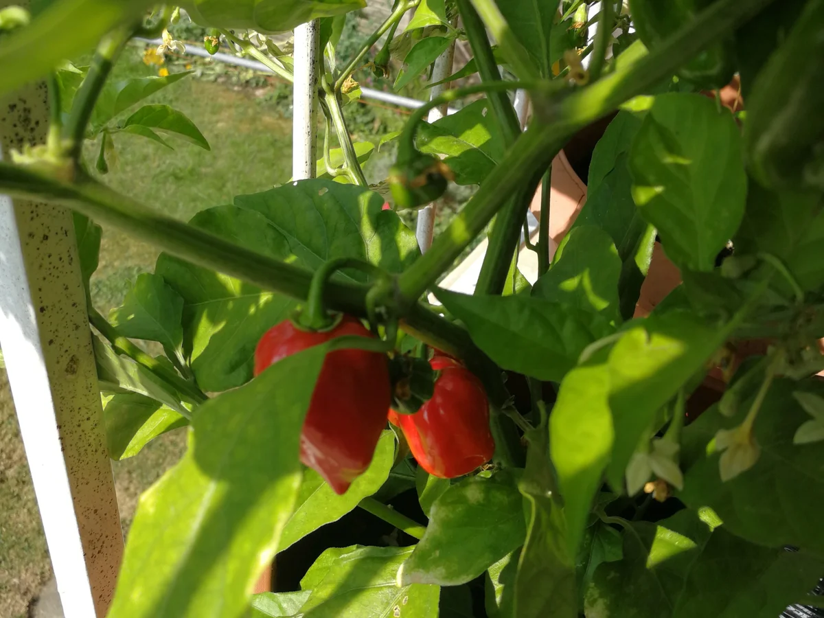 HÖLLE HÖLLE HÖLLE - Rezept - Bild Nr. 7950