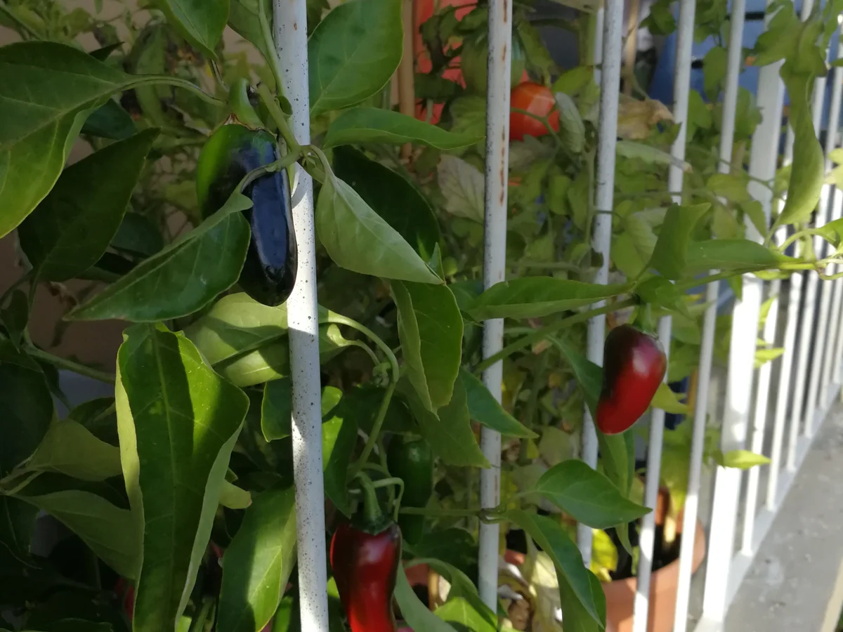 HÖLLE HÖLLE HÖLLE - Rezept - Bild Nr. 7951