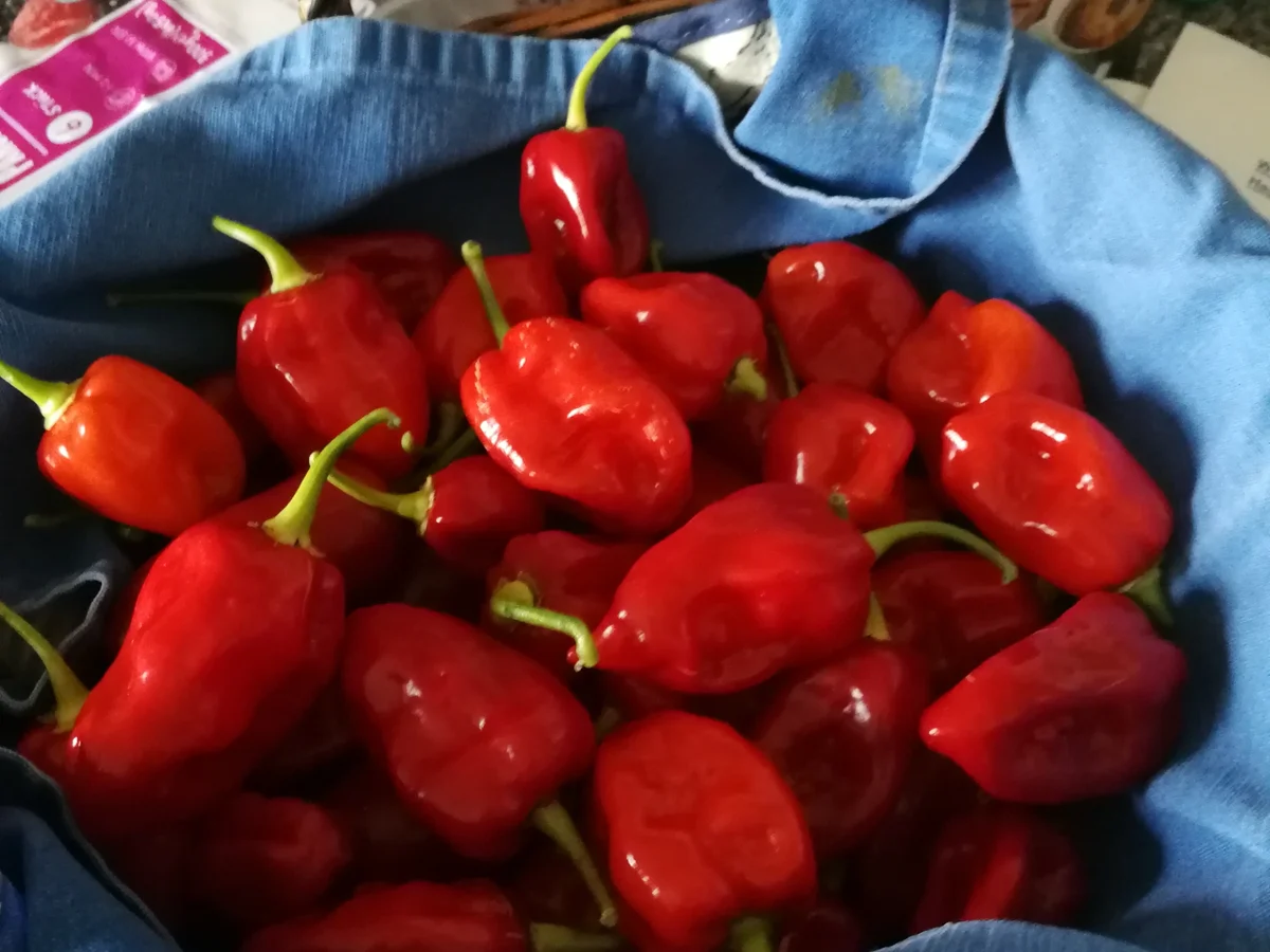 HÖLLE HÖLLE HÖLLE - Rezept - Bild Nr. 7952