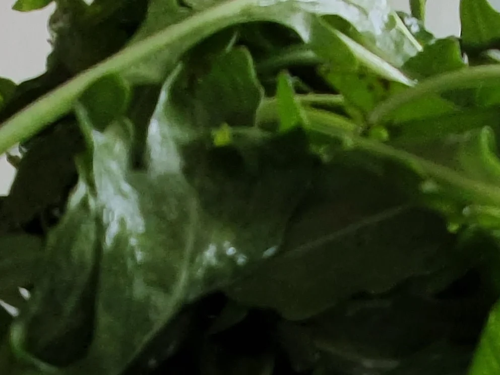 Rezept: Thunfisch (4 Variationen) mit Rucolasalat = kochbar Challenge 4.0 (Mai 2019) Bild Nr. 8045 Thunfisch (4 Variationen) mit Rucolasalat = kochbar Challenge 4.0 (Mai 2019) - Rezept - Bild Nr. 8045