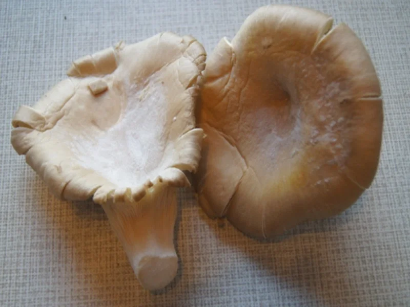 Gebratene Austernpilze - Rezept - Bild Nr. 3