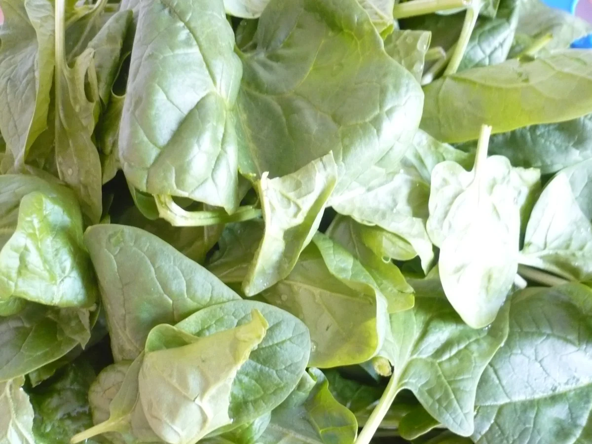 Rezept: Nudeln mit Chorizo Bild Nr. 8084 Nudeln mit Chorizo - Rezept - Bild Nr. 8084