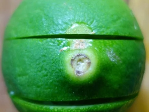 Rote Currysuppe mit Garnelen und Tintenfischen - Rezept - Bild Nr. 8094