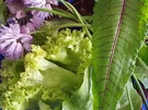 Erste Ernte "Sommersalat" - Rezept - Bild Nr. 8165