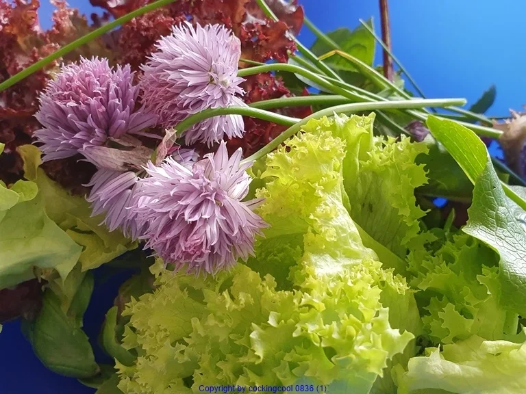 Erste Ernte "Sommersalat" - Rezept - Bild Nr. 8170