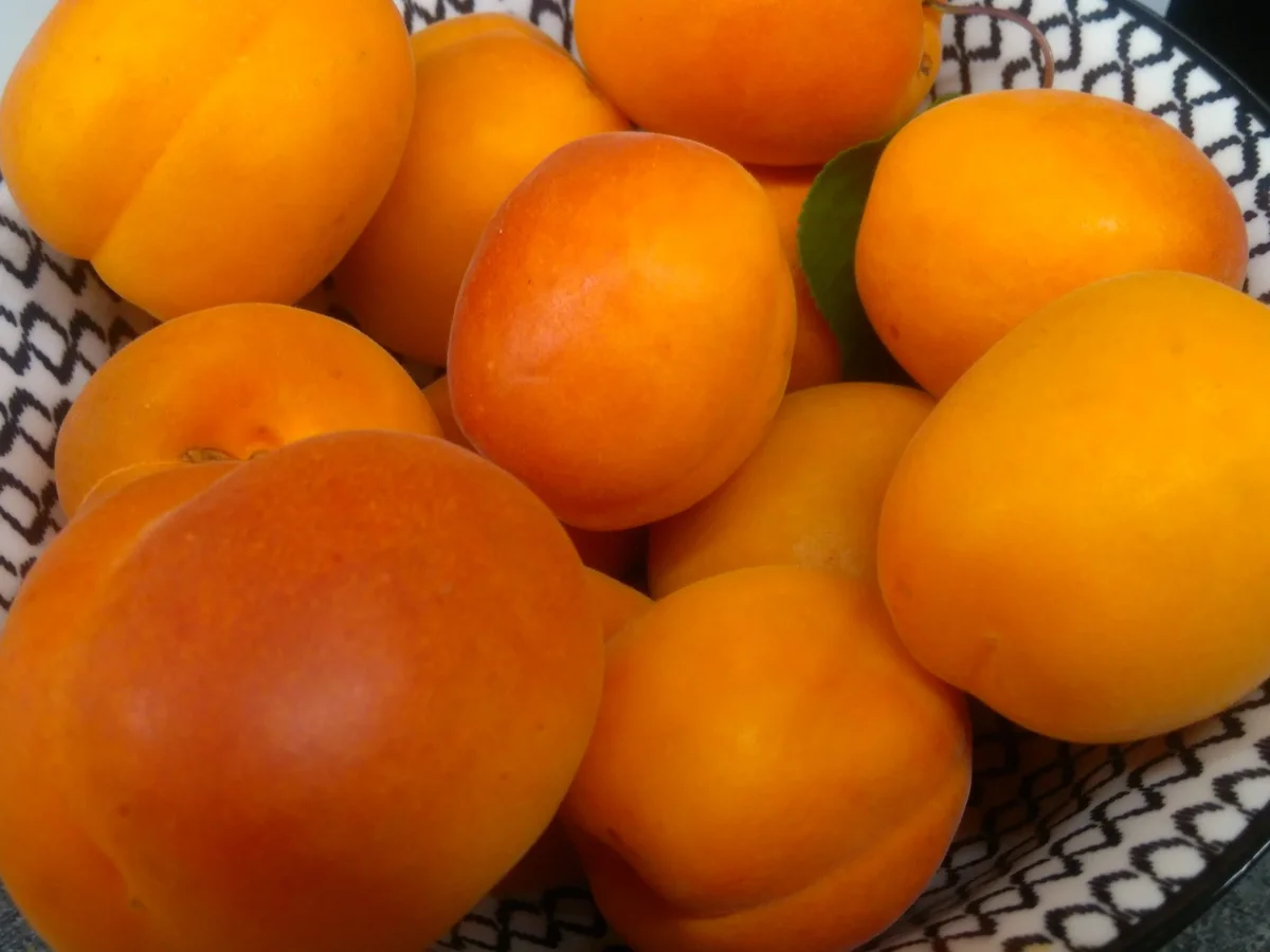 Rezept: Marillen-Strudel - Vegan Bild Nr. 8187 Marillen-Strudel - Vegan - Rezept - Bild Nr. 8187