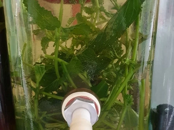 Kräuteroel - Rezept - Bild Nr. 7