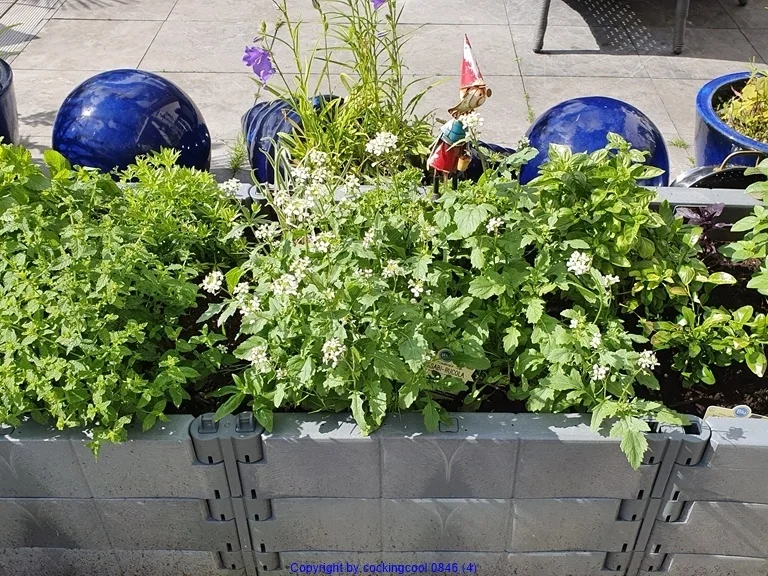 Kräuteroel - Rezept - Bild Nr. 4