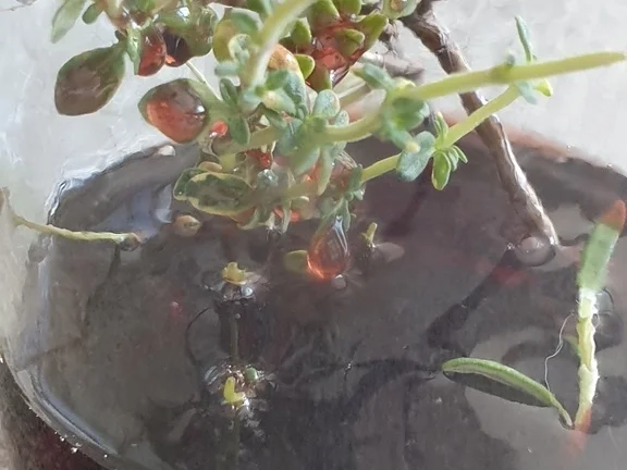 Thymianessig mit Lakritznote - Rezept - Bild Nr. 2