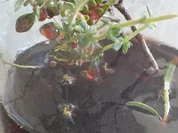 Thymianessig mit Lakritznote - Rezept - Bild Nr. 2