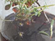 Thymianessig mit Lakritznote - Rezept - Bild Nr. 2