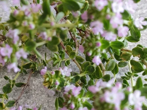 Thymianessig mit Lakritznote - Rezept - Bild Nr. 4