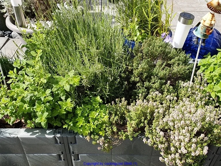 Thymianessig mit Lakritznote - Rezept - Bild Nr. 3