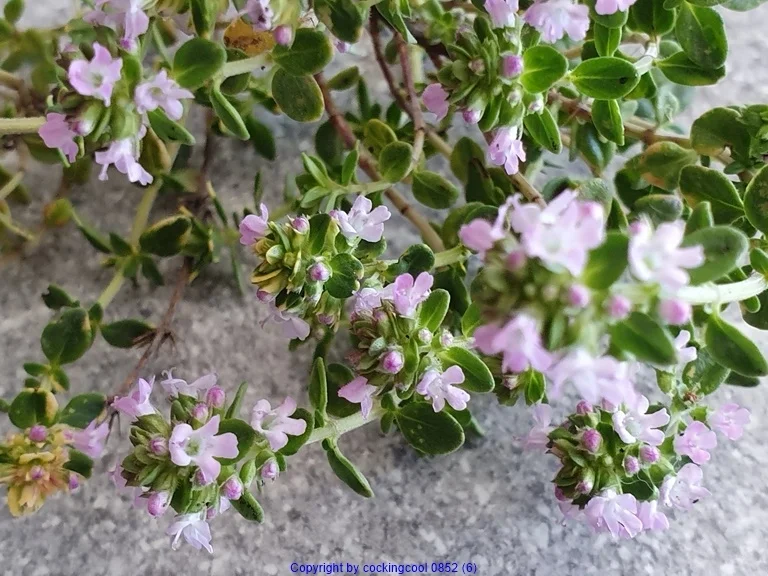 Rezept: Gemüseplatte mit Kartoffelperlen (auch kalt zu Essen) Bild Nr. 8262 Gemüseplatte mit Kartoffelperlen (auch kalt zu Essen) - Rezept - Bild Nr. 8262
