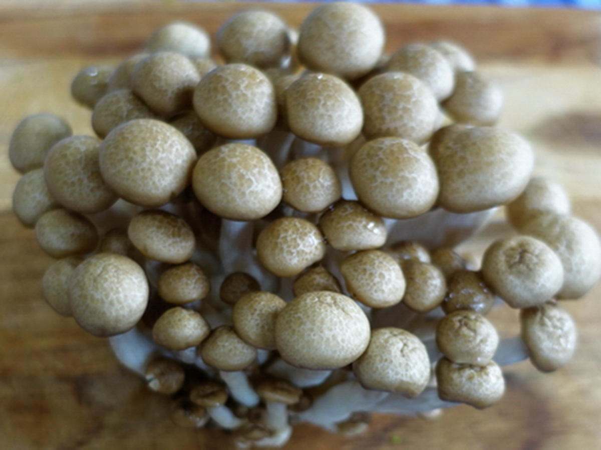 Makkaroni mit Pilzen in Avocadosauce - Rezept - Bild Nr. 8260