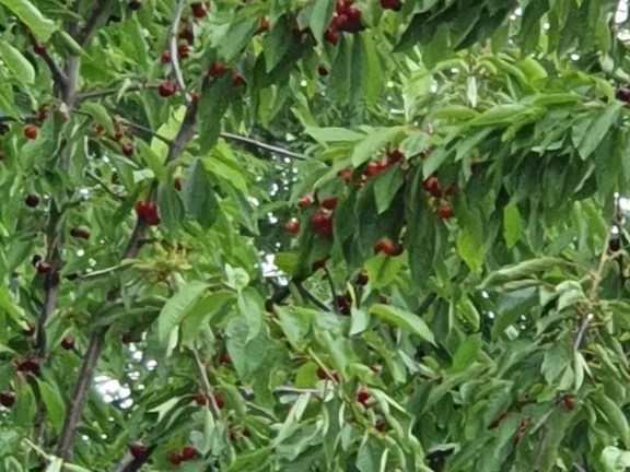 Biggi`s Spezial = Kirschmarmelade - Rezept - Bild Nr. 8284