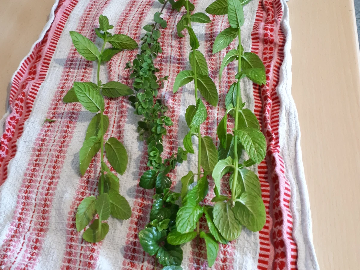 Rezept: Karibische Obsttorte - VEGAN Bild Nr. 8306 Karibische Obsttorte - VEGAN - Rezept - Bild Nr. 8306