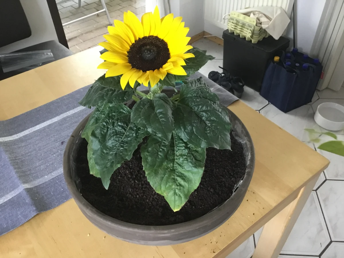 Rezept: „Blumentopf“ oder Himbeer-Tiramisu Bild Nr. 8303 „Blumentopf“ oder Himbeer-Tiramisu - Rezept - Bild Nr. 8303