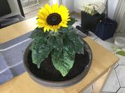 „Blumentopf“ oder Himbeer-Tiramisu - Rezept - Bild Nr. 8303