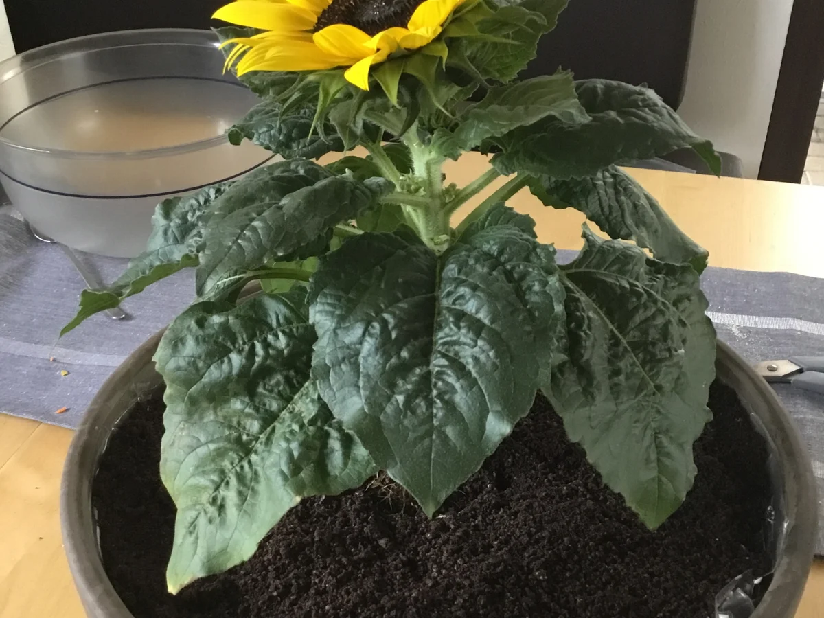 Rezept: „Blumentopf“ oder Himbeer-Tiramisu Bild Nr. 8304 „Blumentopf“ oder Himbeer-Tiramisu - Rezept - Bild Nr. 8304