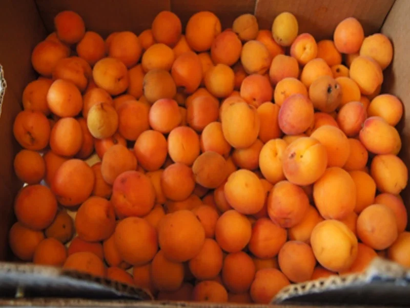 Ivanka´s leckere Aprikosenmarmelade - Rezept - Bild Nr. 3