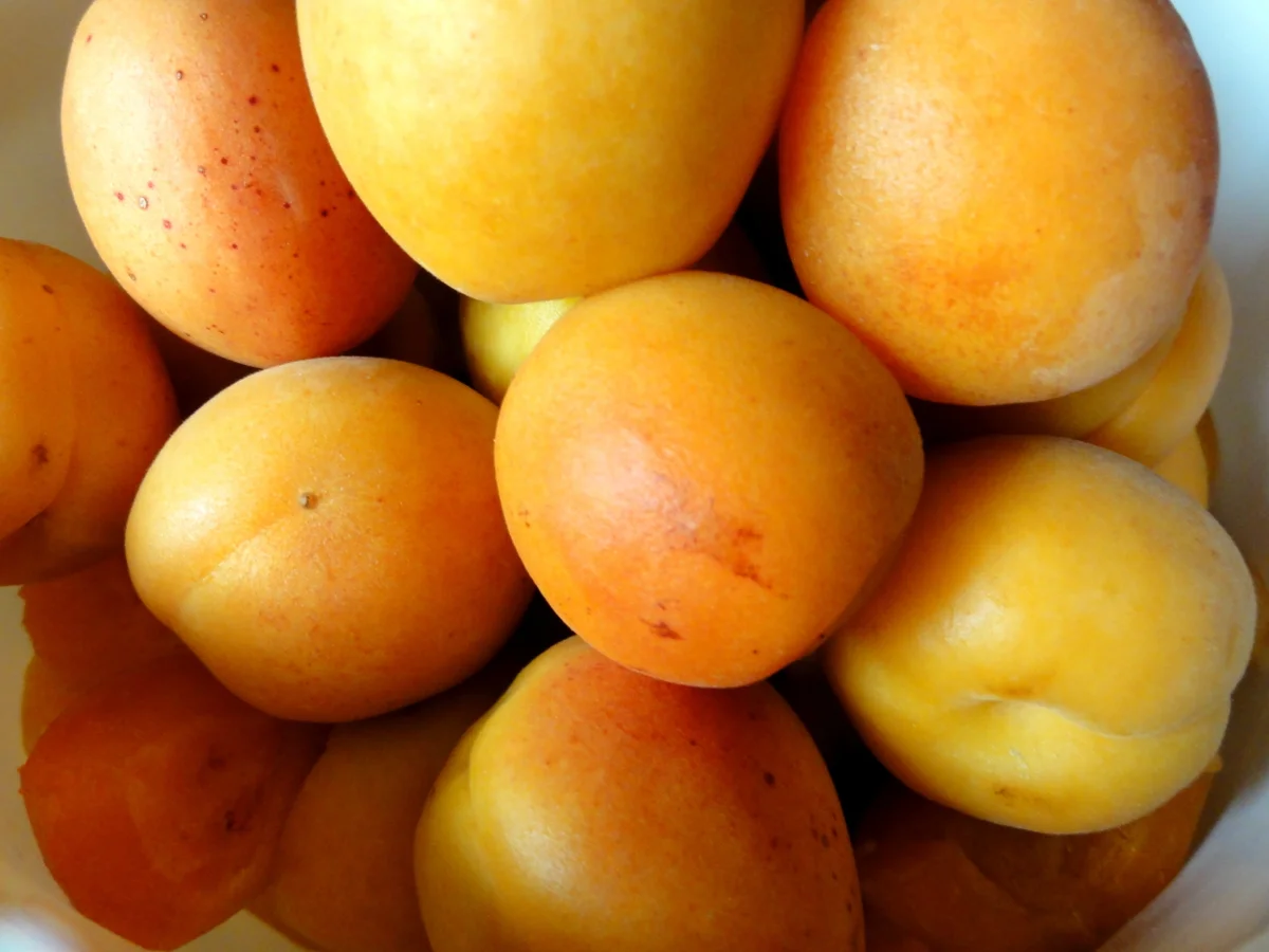 Rezept: M&G: APRIKOSEN ~ FRUCHTAUFSTRICH Bild Nr. 8479 M&G: APRIKOSEN ~ FRUCHTAUFSTRICH - Rezept - Bild Nr. 8479