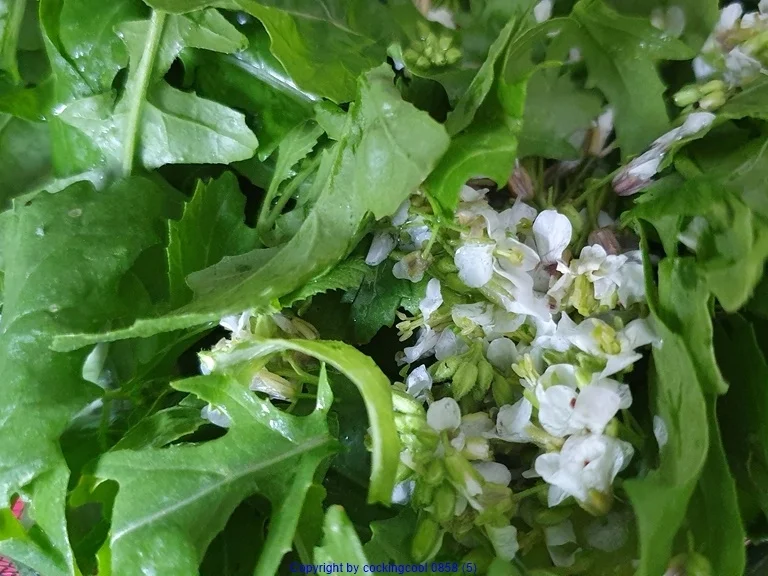 Wasabi Rucula Salat mit Avocado Melone und Passionsfrucht - Rezept - Bild Nr. 8470