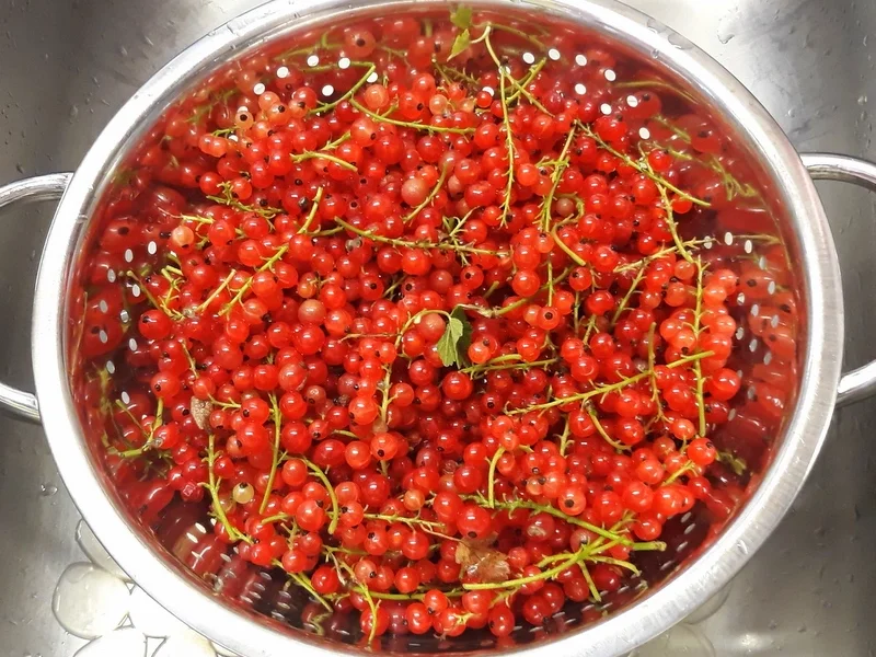 Johannisbeer - Haselnuss - Tarte - Rezept - Bild Nr. 8480