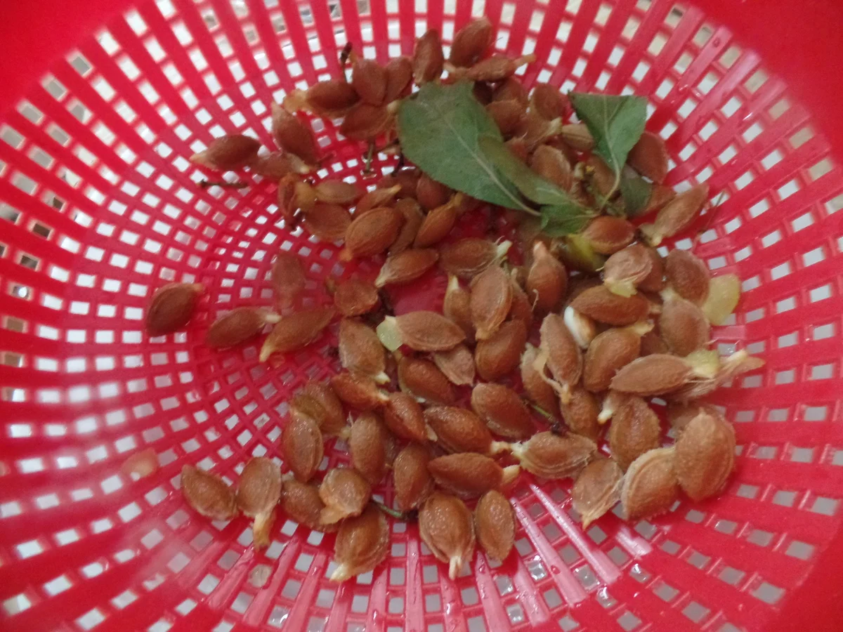 Rezept: Pflaumenkompott Bild Nr. 8570 Pflaumenkompott - Rezept - Bild Nr. 8570