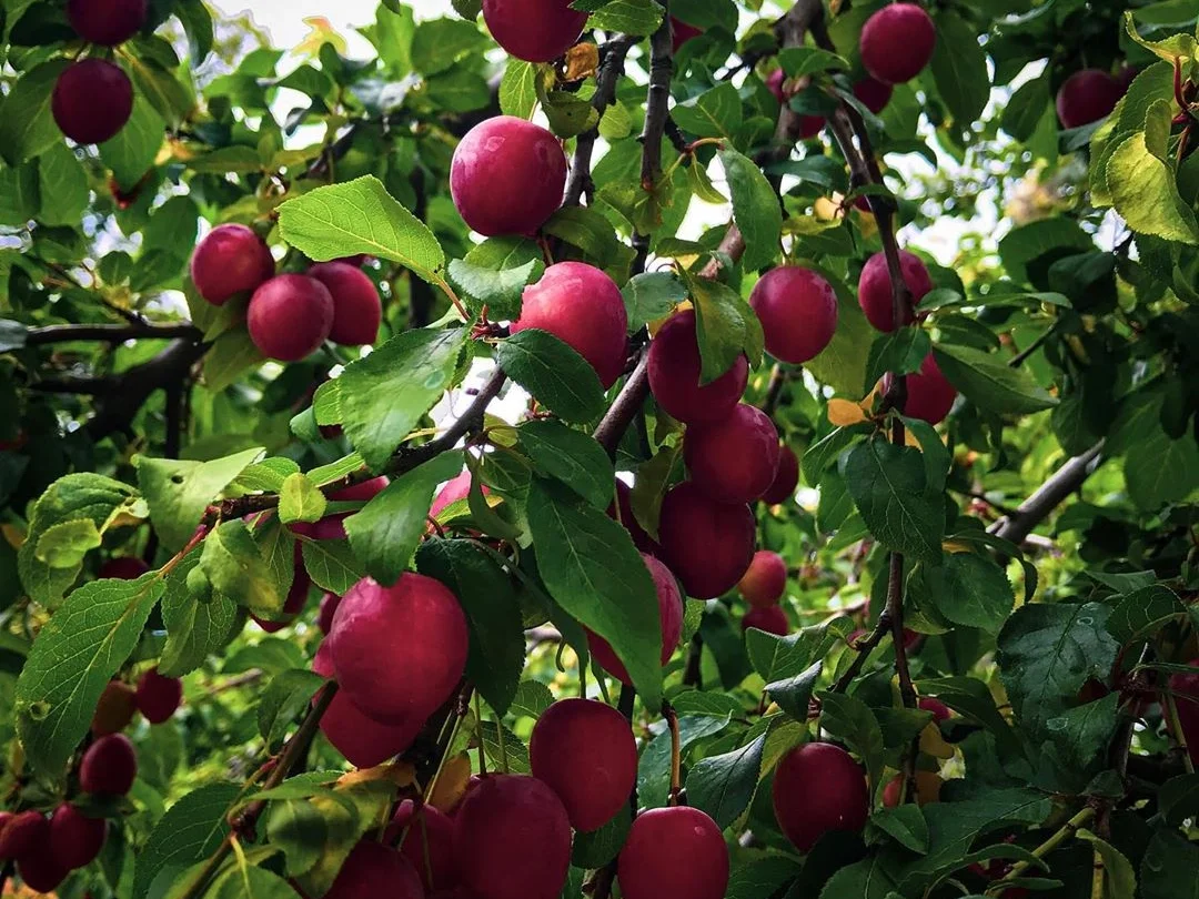 Rezept: Kirschpflaumen-Quark-Joghurtkuchen aus der HLF - Das Exotische aus der "Heimat"! Bild Nr. 8587 Kirschpflaumen-Quark-Joghurtkuchen aus der HLF - Das Exotische aus der "Heimat"! - Rezept - Bild Nr. 8587
