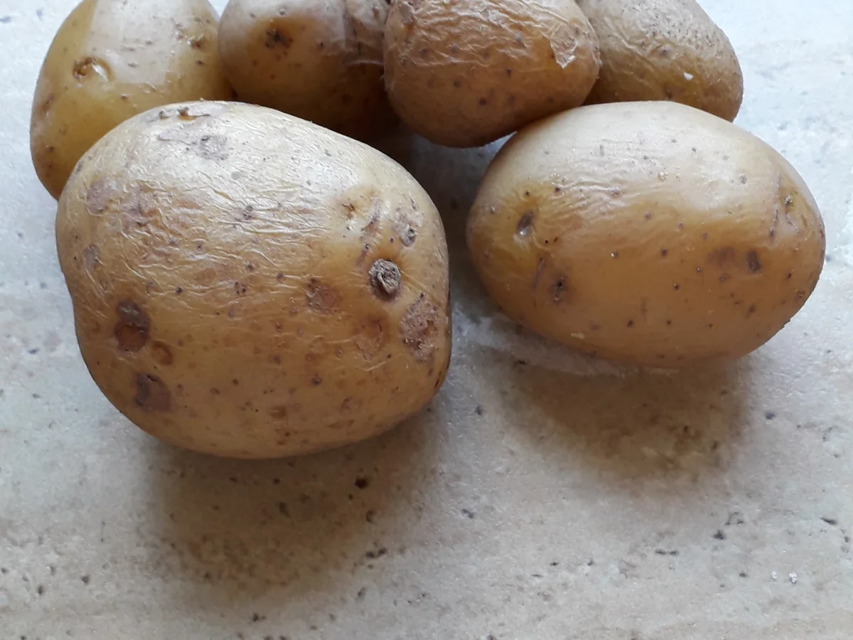 Marillenknödel - Rezept - Bild Nr. 8639