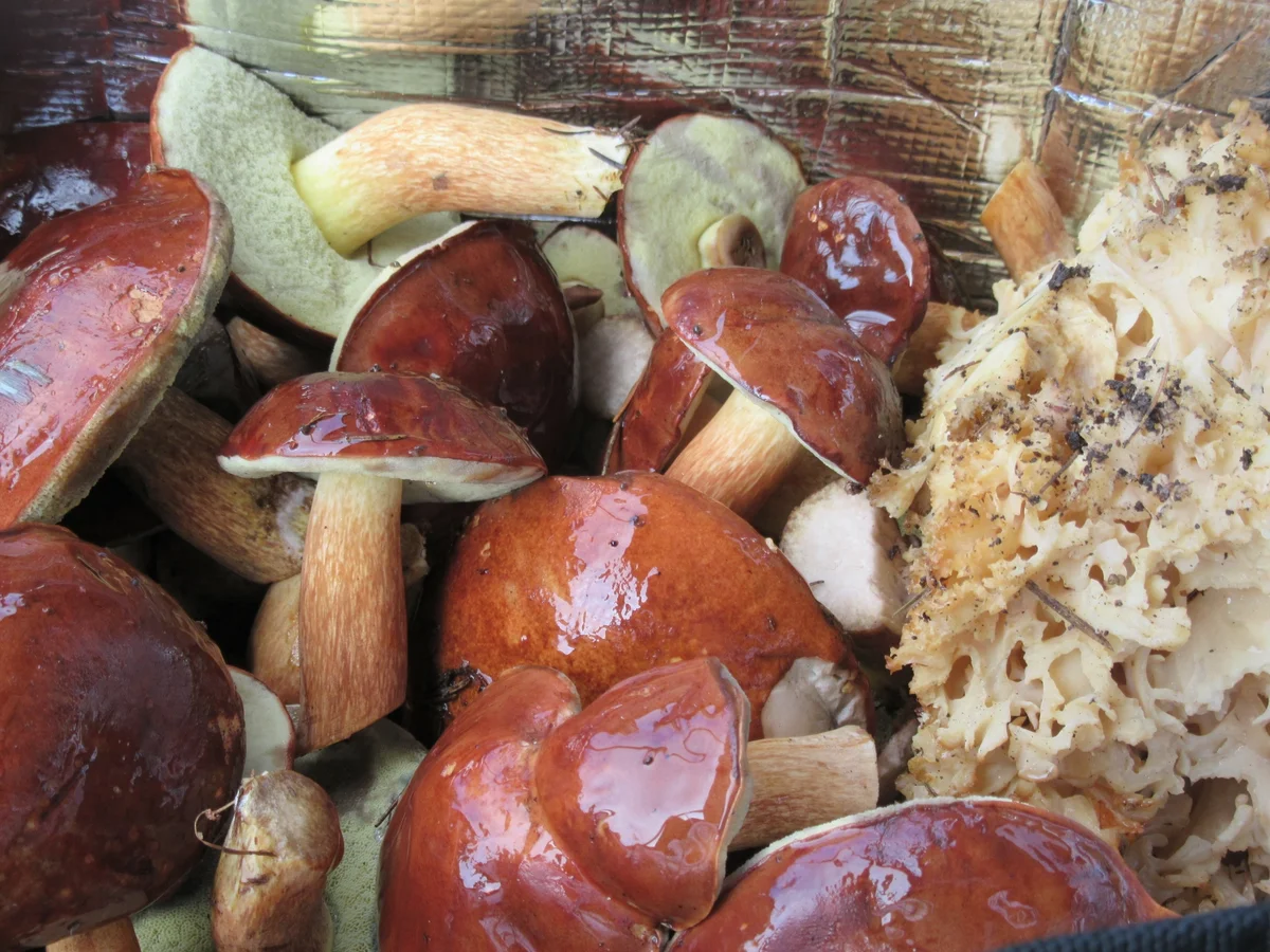 Pilze: Panierte Maronenröhrlingsköpfe - Rezept - Bild Nr. 8639