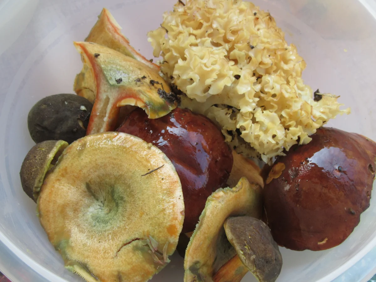 Suppen: Cremige Waldpilzsuppe - Rezept - Bild Nr. 8639