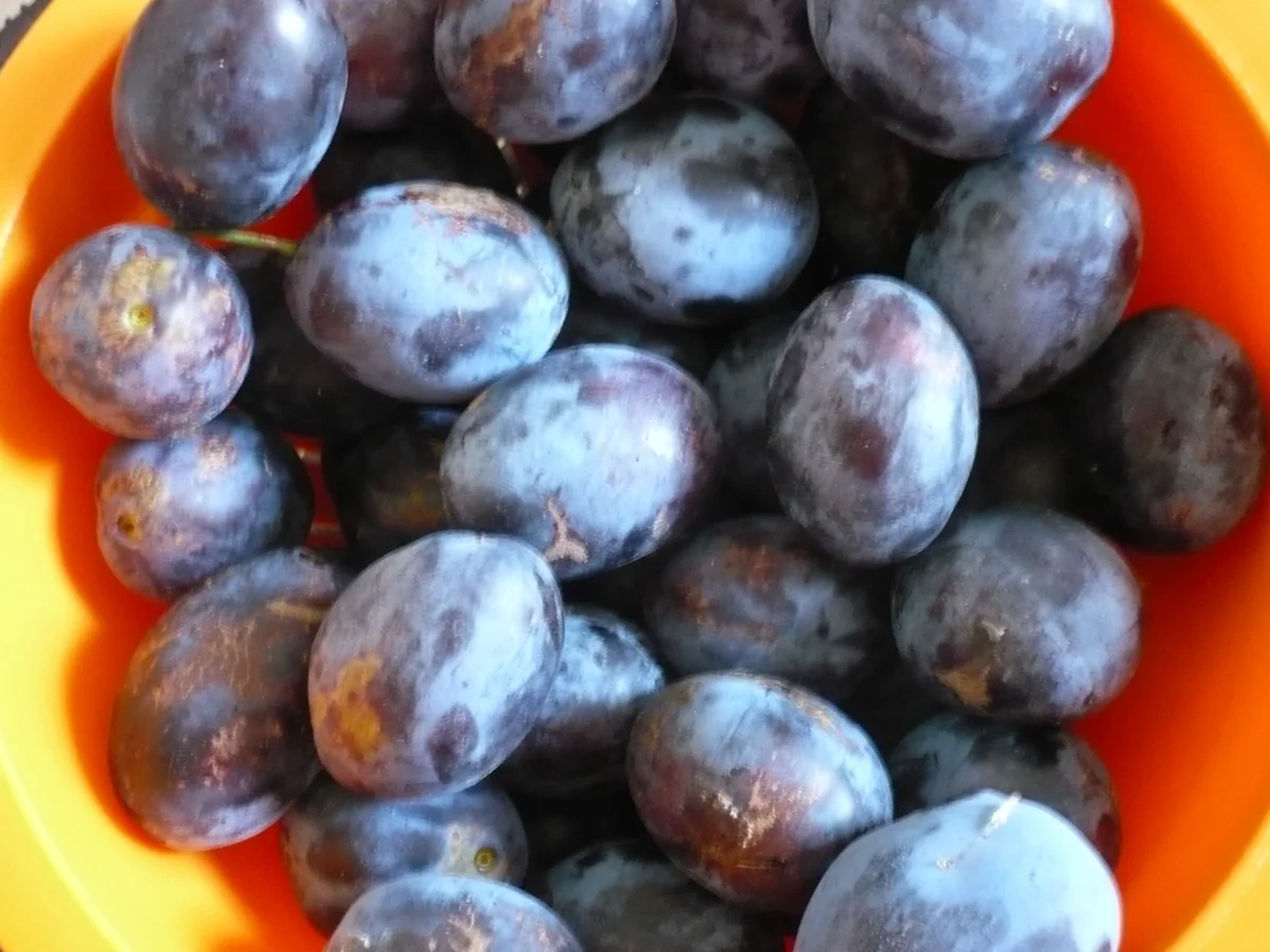 Zwetschen - Käse - Kuchen - Rezept - Bild Nr. 8662