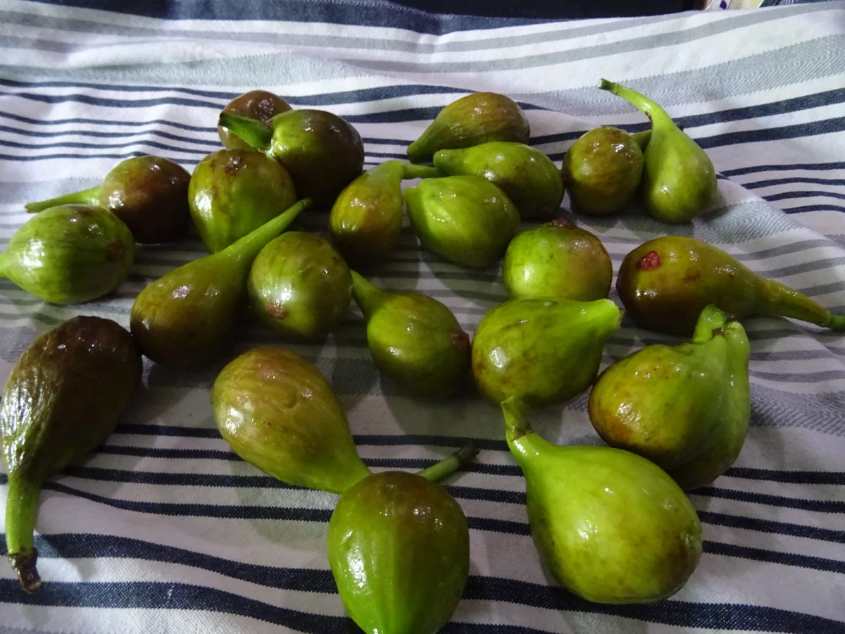 Marmellata di Fichi con Mandorle - Rezept - Bild Nr. 8725