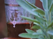 Liköre: Salbeilikör 'Der Reine' - Rezept - Bild Nr. 8720