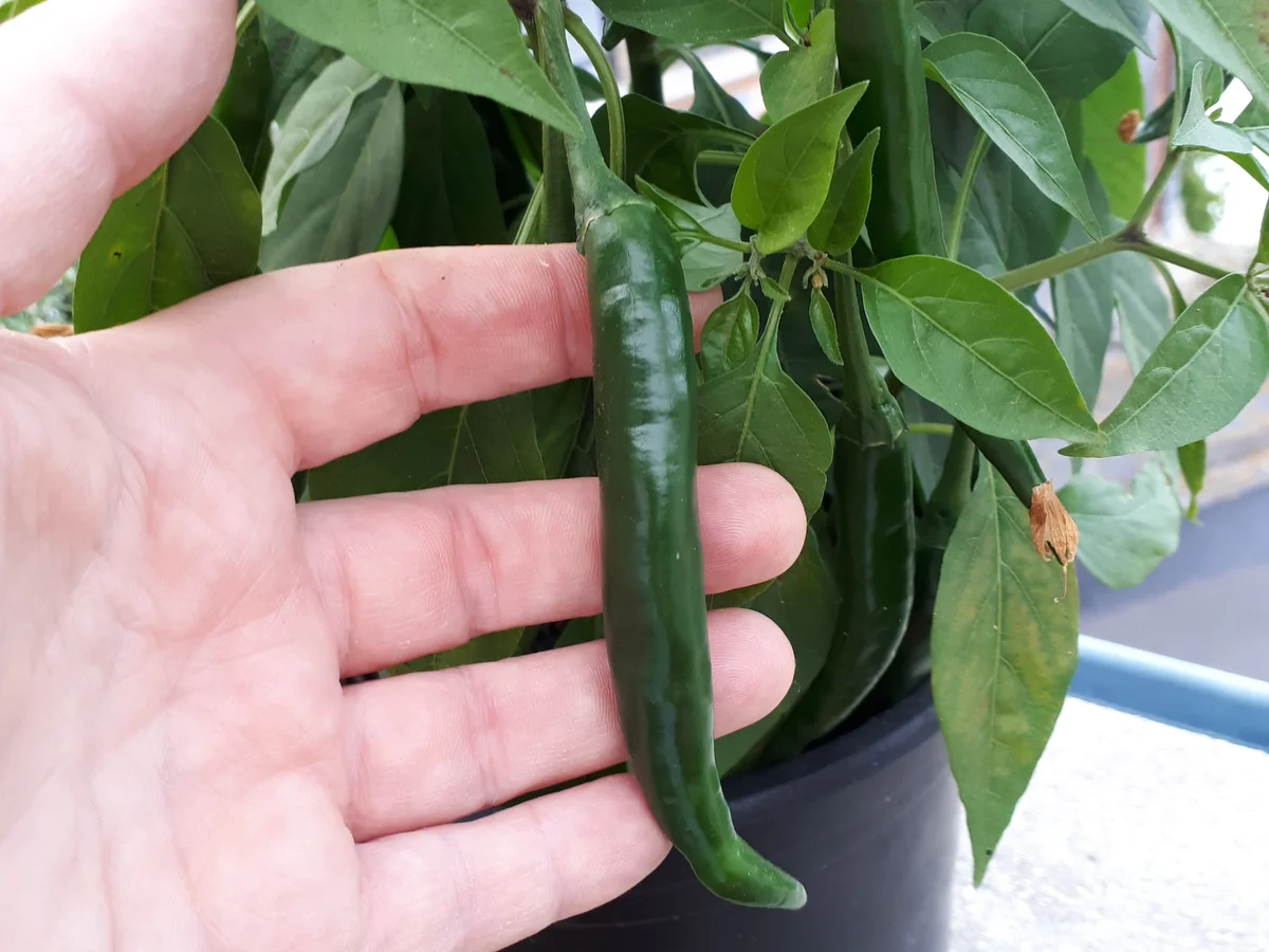 indisch Aloo Gajar - Kartoffel-Karotten-Gemüse - Rezept - Bild Nr. 8810