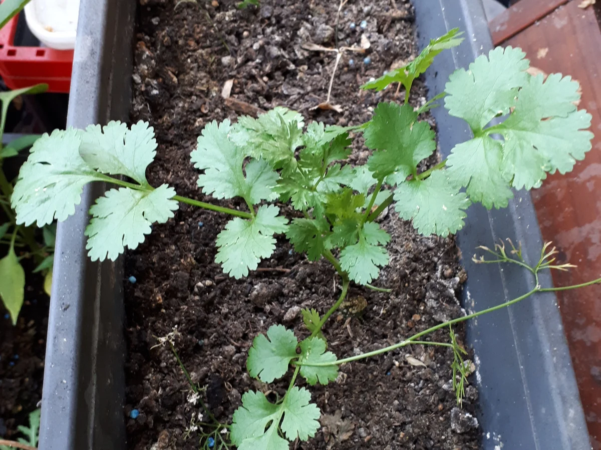 indisch Aloo Gajar - Kartoffel-Karotten-Gemüse - Rezept - Bild Nr. 8811