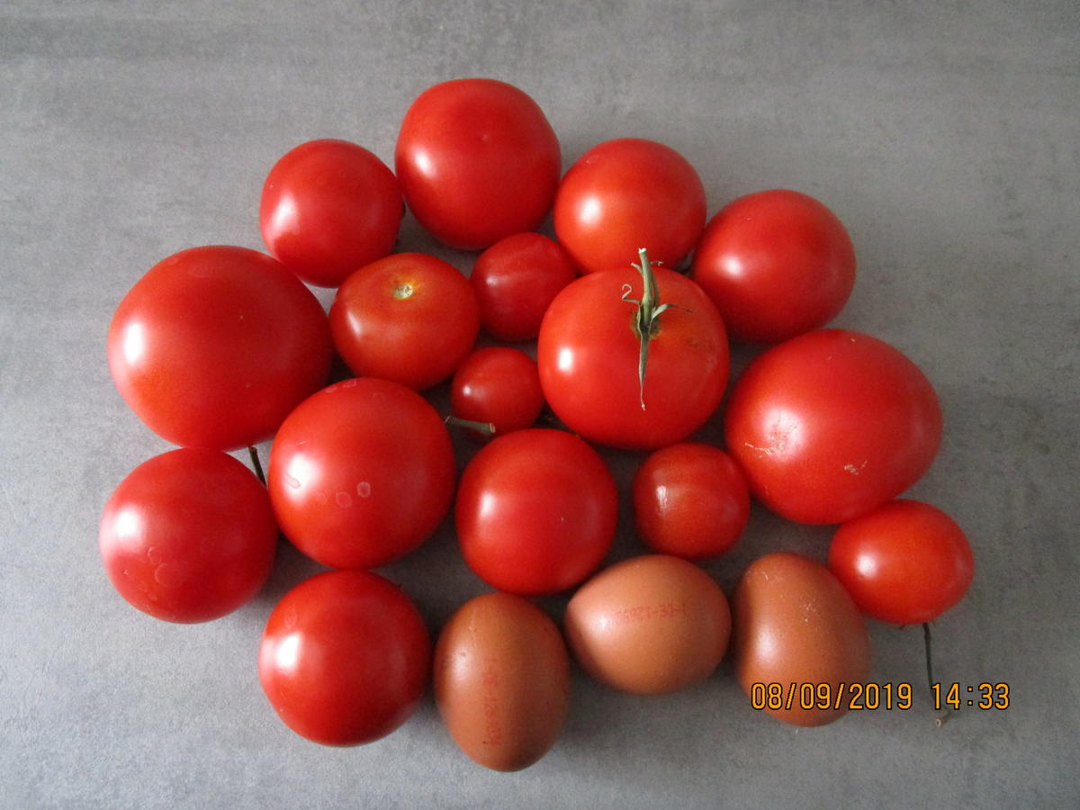 Auflauf mit Tomaten, Kartoffeln  und Thunfisch - Rezept - Bild Nr. 8805