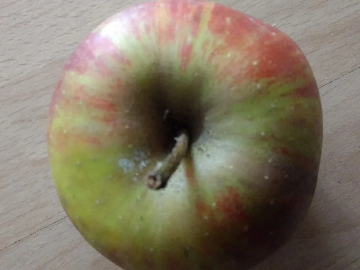 Rezept: Bürgerlicher Bauernsalat (kochbar Challenge 9.0 Sept.2019) Bild Nr. 8826 Bürgerlicher Bauernsalat (kochbar Challenge 9.0 Sept.2019) - Rezept - Bild Nr. 8826