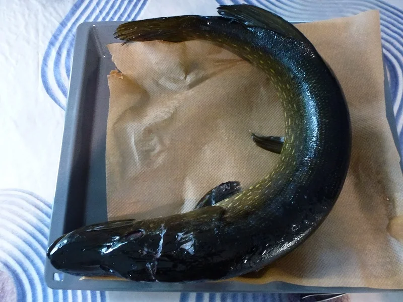 Hechtkotlett in der Pfanne gebraten - Rezept - Bild Nr. 8874