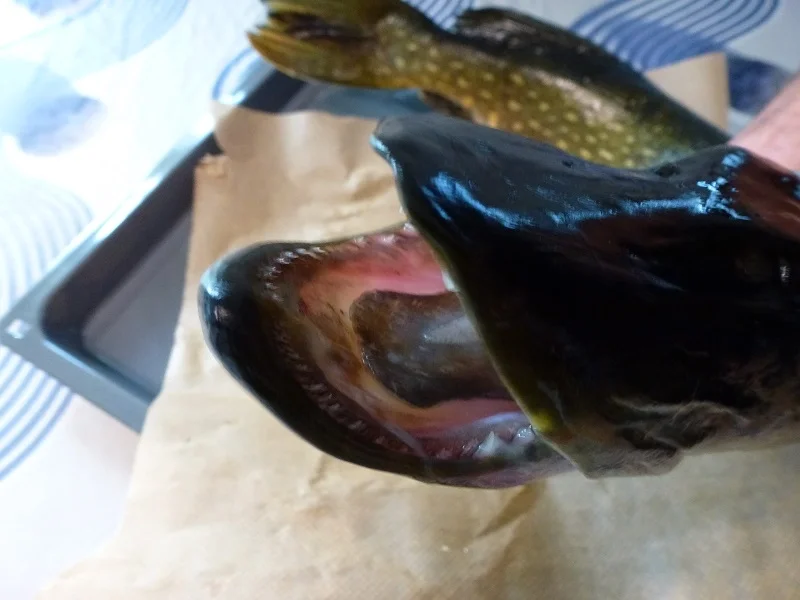 Hechtkotlett in der Pfanne gebraten - Rezept - Bild Nr. 8882