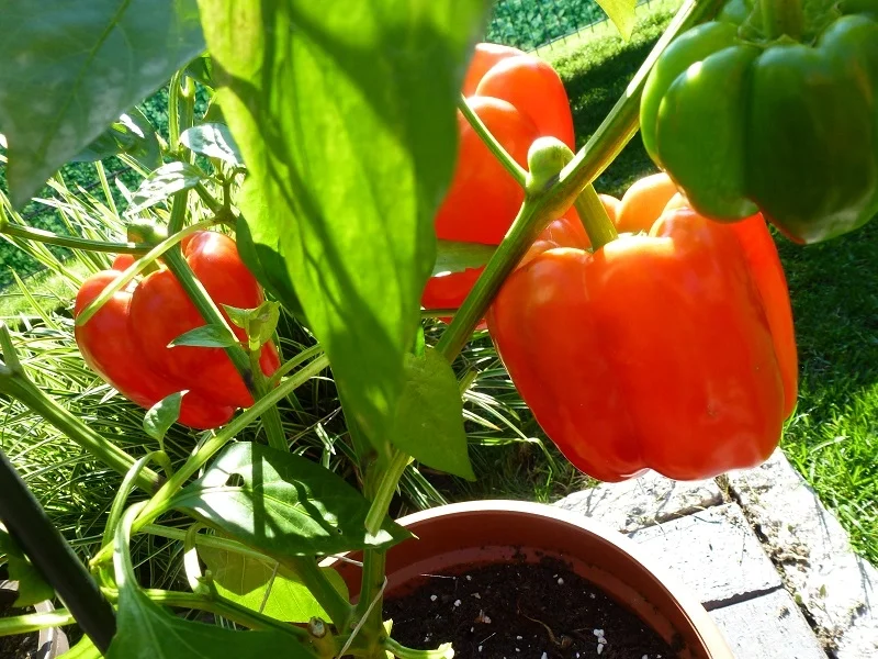 Rezept: Würziges Paparikagemüse Bild Nr. 4 Würziges Paparikagemüse - Rezept - Bild Nr. 4