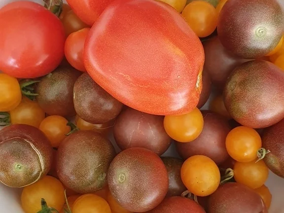 Rezept: Gemischter Salat zum Erntedank Bild Nr. 8994 Gemischter Salat zum Erntedank - Rezept - Bild Nr. 8994