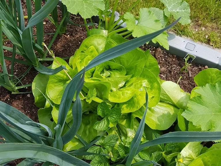 Rezept: Gemischter Salat zum Erntedank Bild Nr. 8996 Gemischter Salat zum Erntedank - Rezept - Bild Nr. 8996