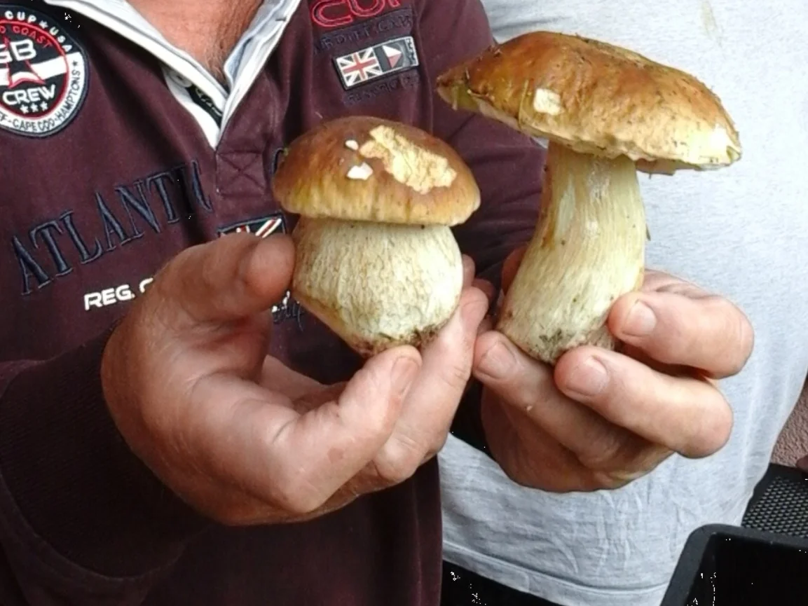 Waldpilzauflauf - Rezept - Bild Nr. 3