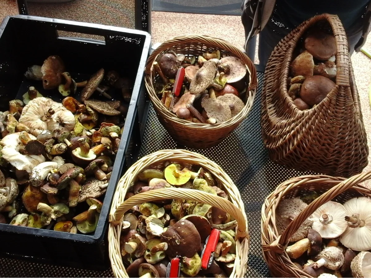 Waldpilzauflauf - Rezept - Bild Nr. 5