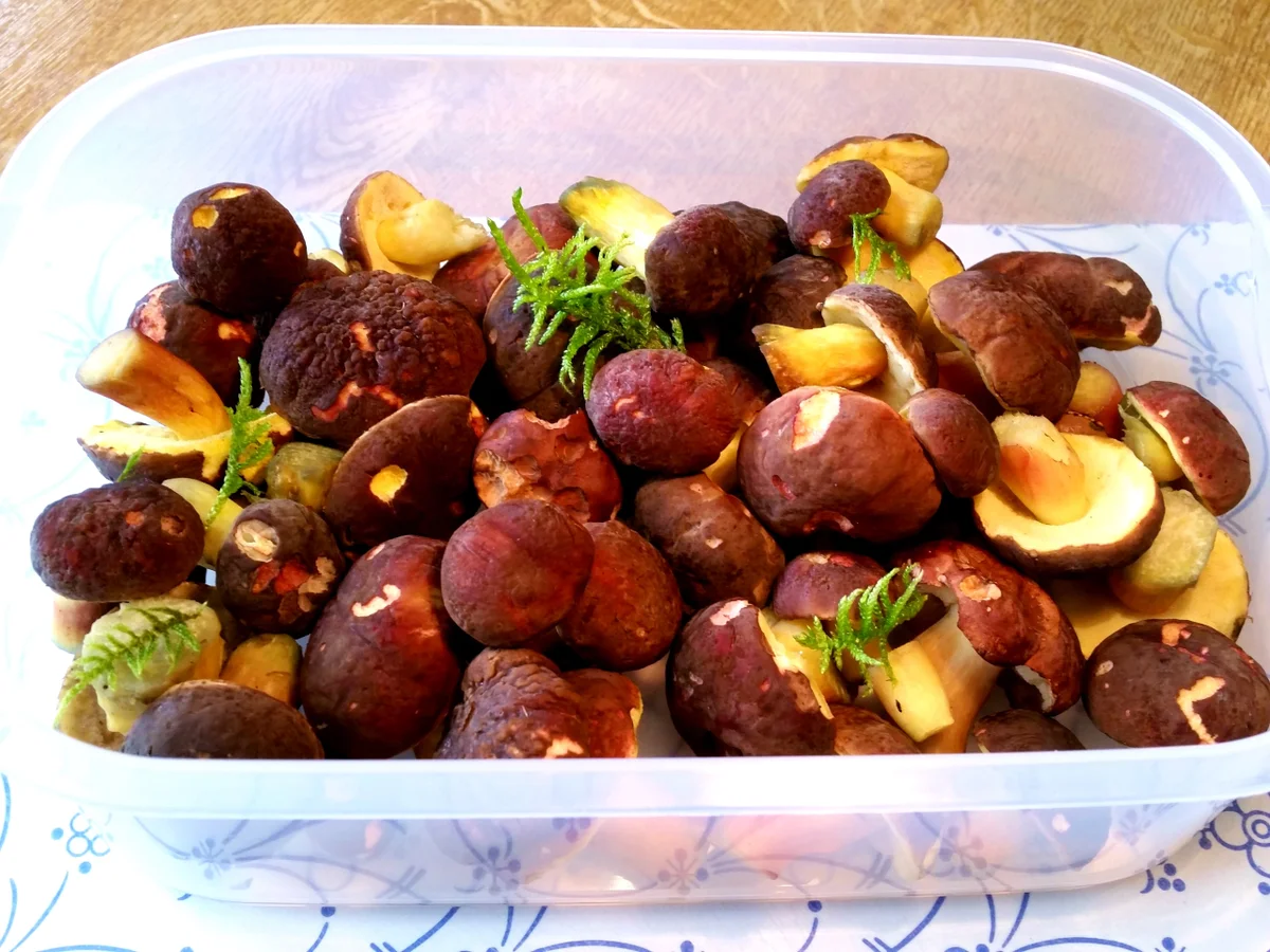 Waldpilze (heute Rotfussröhrlinge) - Rezept - Bild Nr. 9027